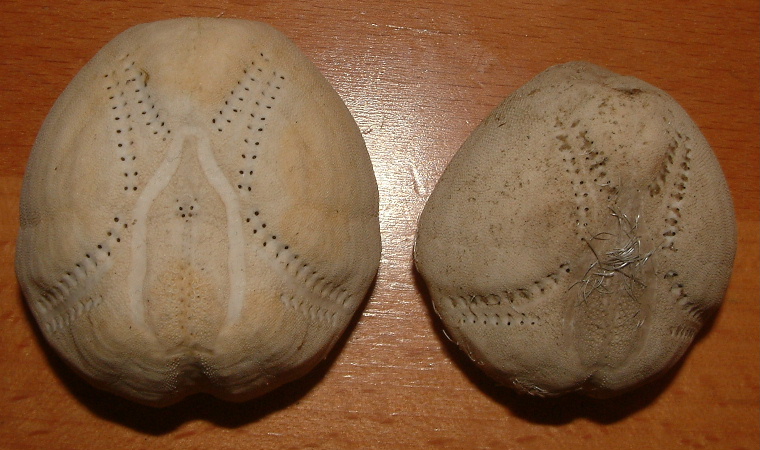 3 teche: Schizaster canaliferus, E. mediterraneum, E. sp.